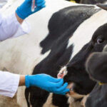 Компенсационные выплаты произведены семьям за изъятие скота в Новосибирской области