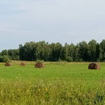 В Северном округе полным ходом идет сенокосная пора