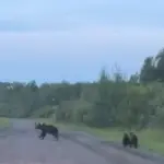 В связи с активностью медведей в лесах Новосибирской области усилено патрулирование