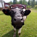 В пяти районах Новосибирской области восстанавливают скот в ЛПХ