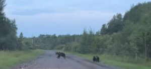 Медведи в Новосибирской области: ситуация под контролем