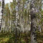 В Новосибирской области официально закрыт пожароопасный сезон 2026 года