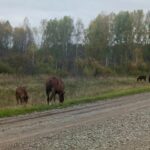 В Новосибирской области проработают меры господдержки для коневодства