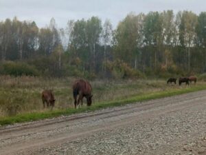 В Новосибирской области проработают меры господдержки для коневодства